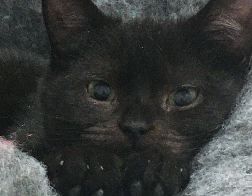 baby
